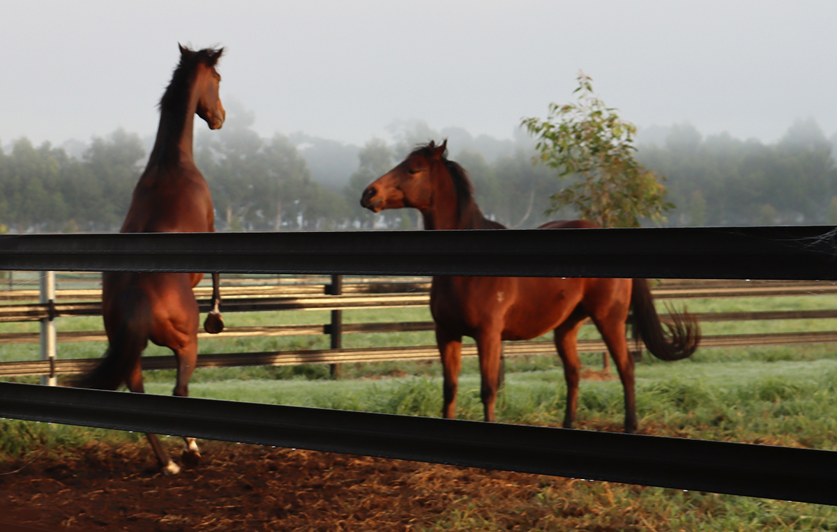 Electric fencing for horses using black flexible rail Horses playing near plastic fencing rail