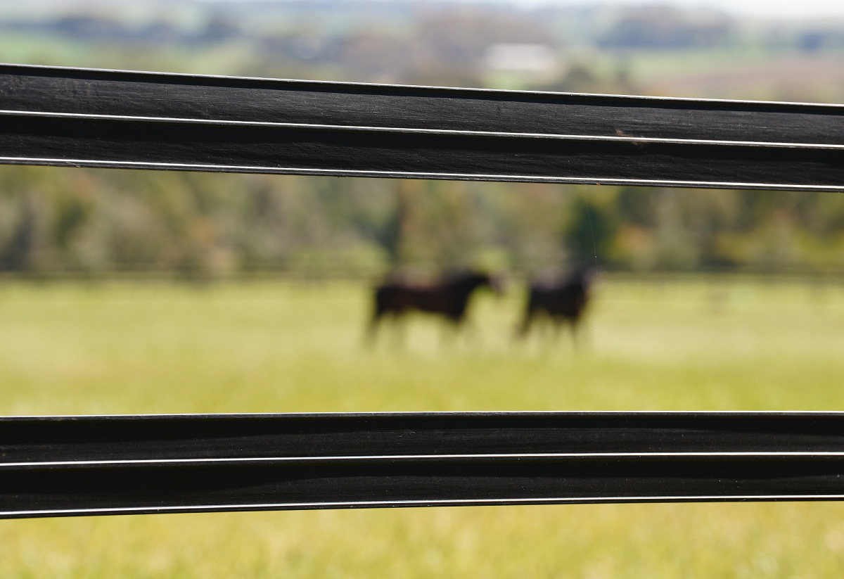 Stallion Rail Extreme - Image 2