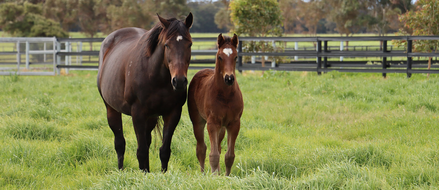Foaling Paddocks using Stallion Rail