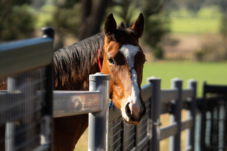 Best fencing for horses