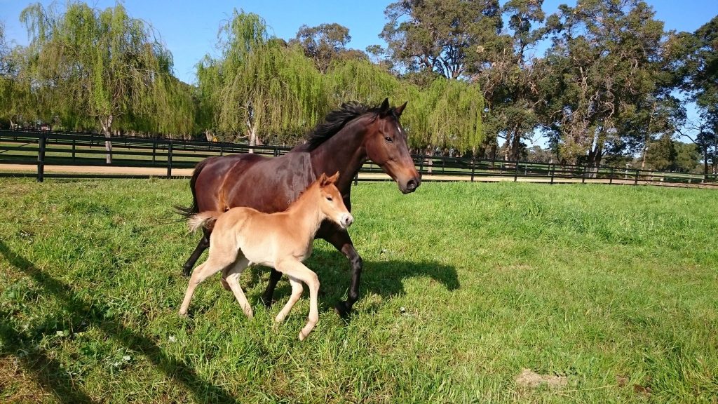 foaling paddocks