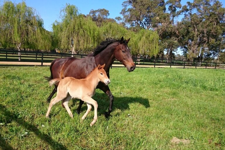 Forest View Farm, WA foaling paddocks