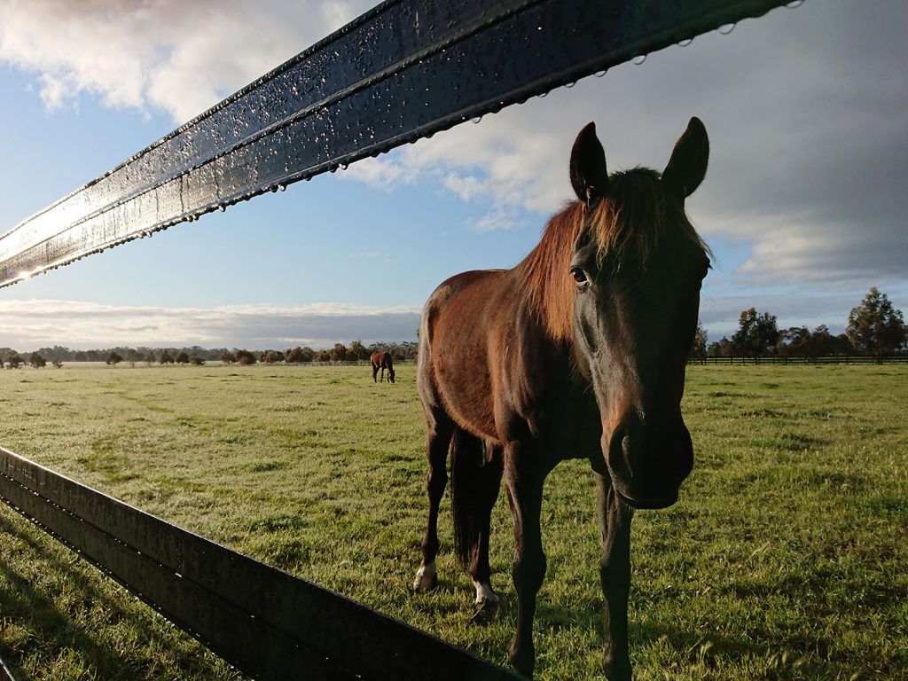 Safely behind Horserail, the safest fencing option on the market