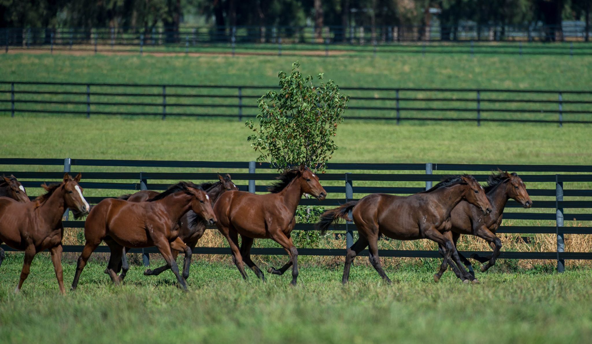 Horserail Horse Fencing Safe Horse Fencing Duncan Euqine