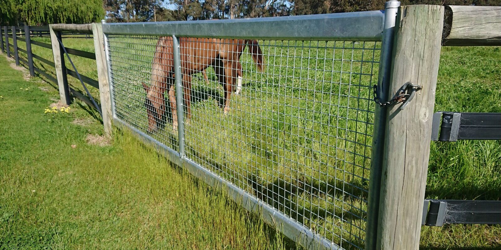 8T3DnRtw horse safe gates