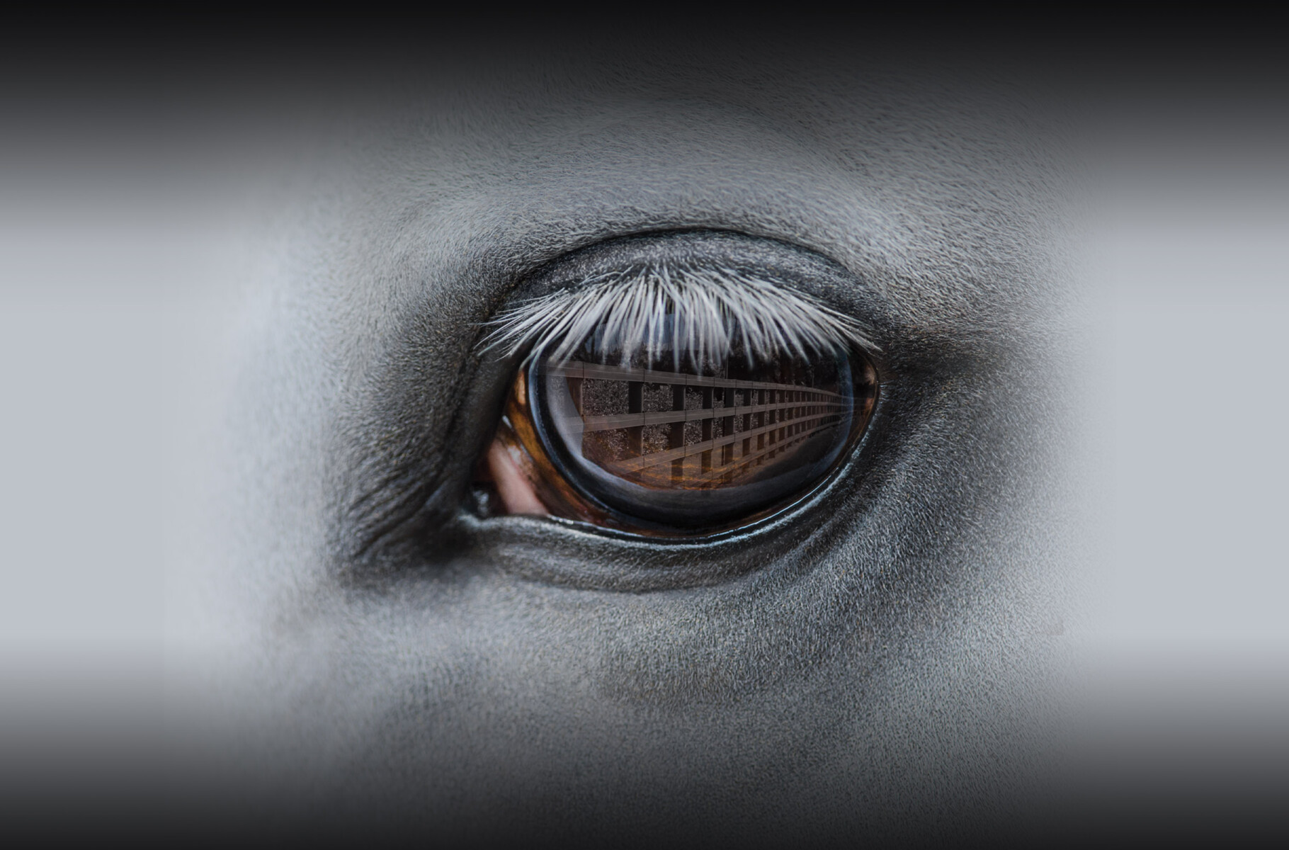 Duncan Equine Flexible Rail Fencing Safe Horse Fencing