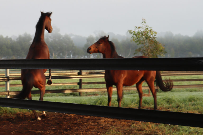 Electric fencing for horses using black flexible rail Horses playing near plastic fencing rail