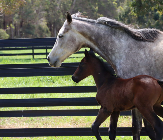 Mare and Foal safely behind Stallion Rail Fencing for foals using Stallion Rail