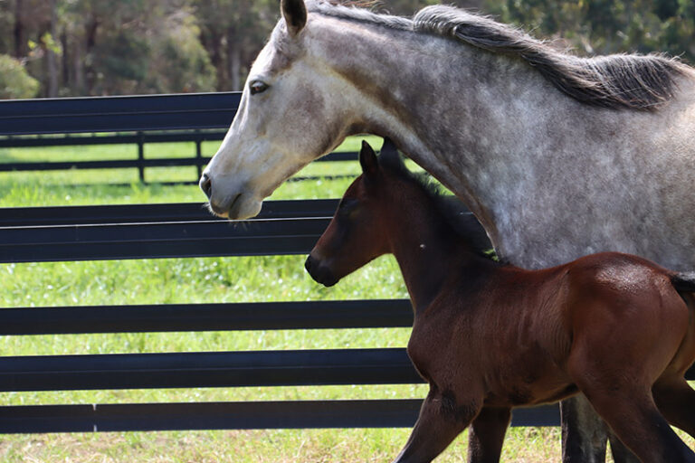 Mare and Foal safely behind Stallion Rail Fencing for foals using Stallion Rail