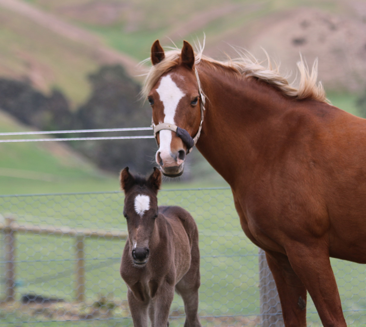 Using Mesh for foaling paddocks