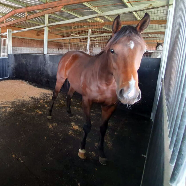 horse-stable-rubber-floor