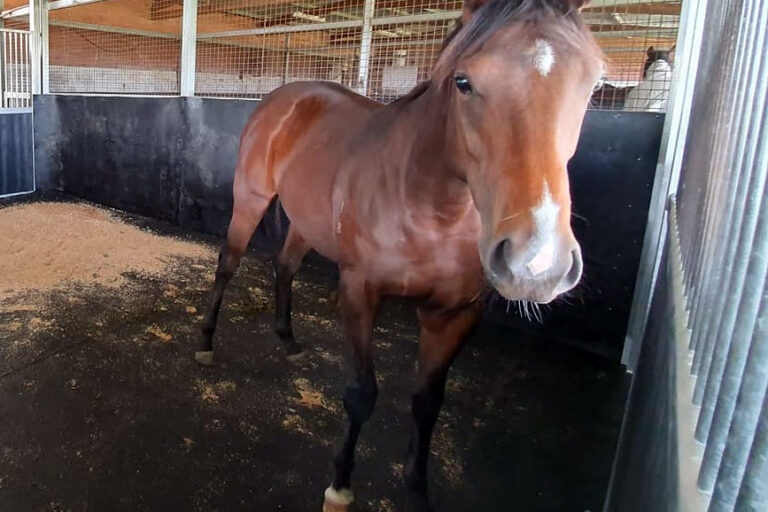horse-stable-rubber-floor