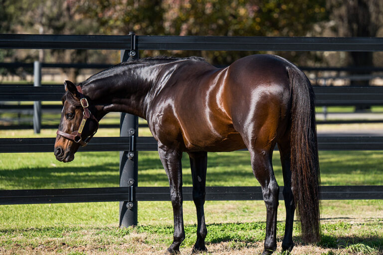 fencing-for-stallions