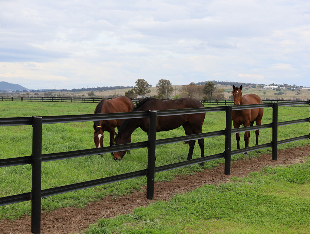 Horse Fence Visibility - Understanding equine eyesight