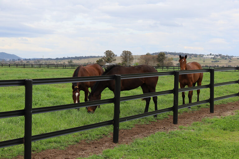 horse-fencing-visability2