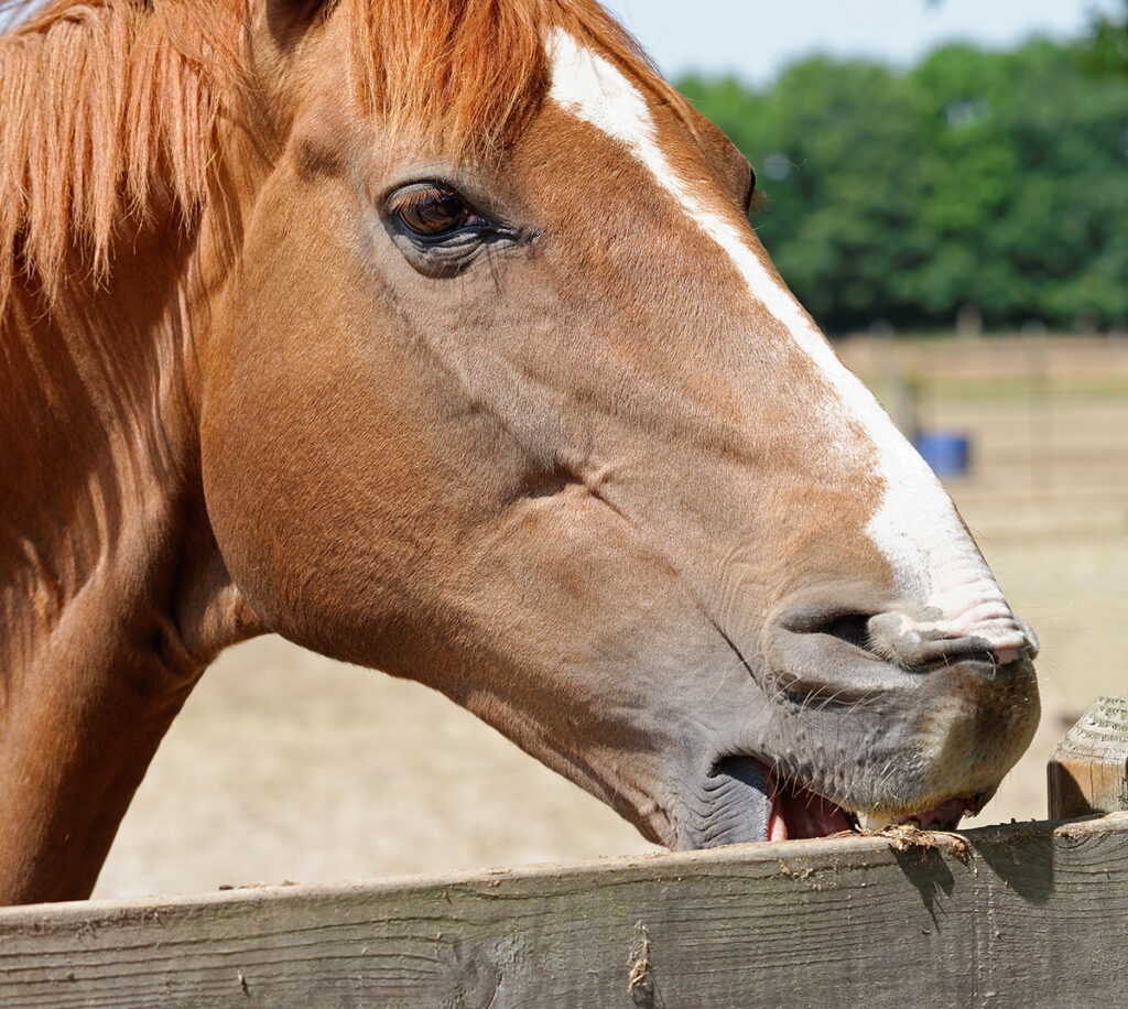 Preventing bad horse habits with fencing