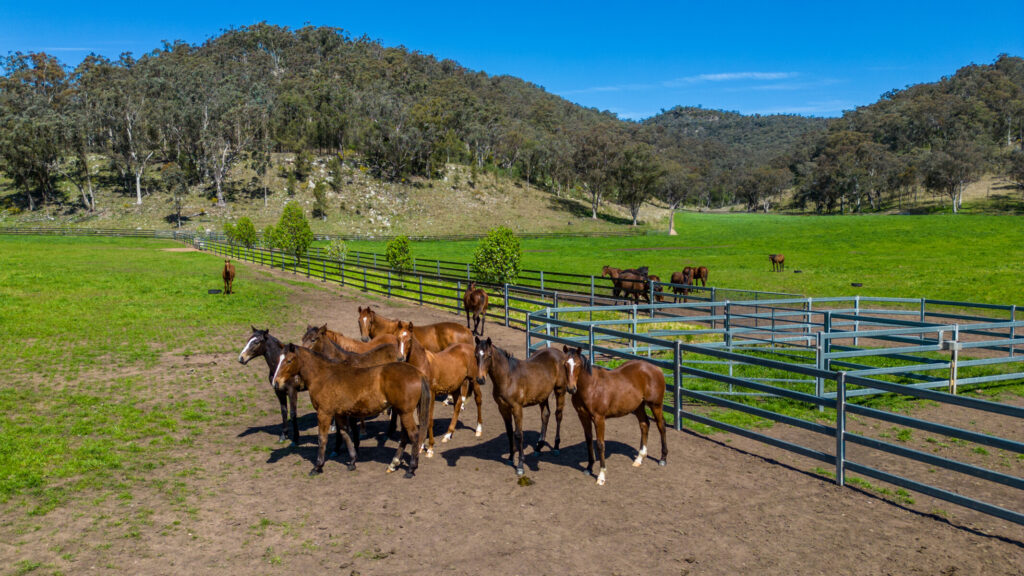 Horse Stud Paddock Holding Pens