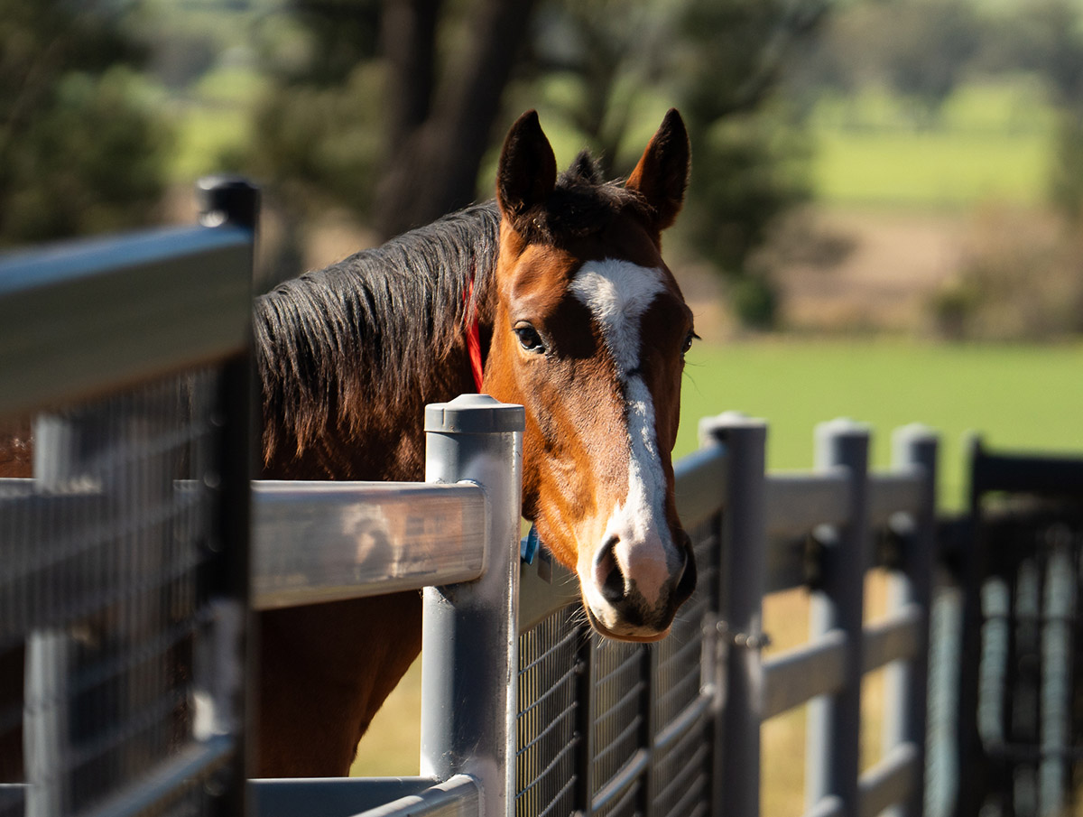 Best fencing for horses